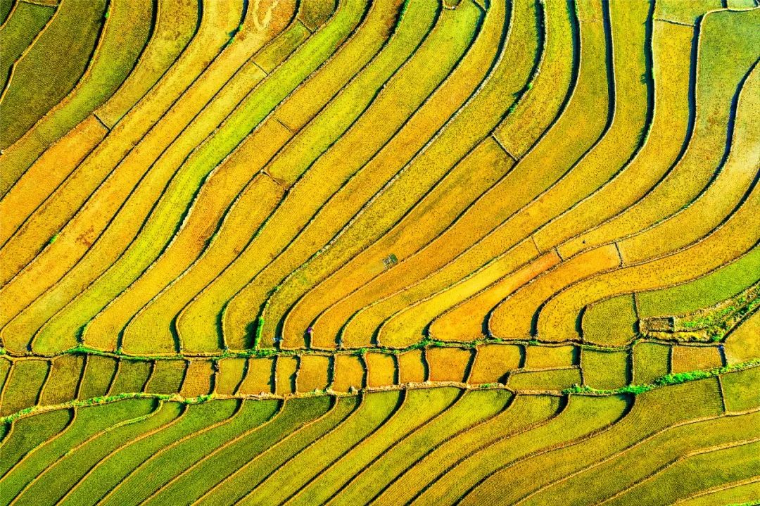 在印度做的这场尝试，适合中国吗？丨NG视讯思想力夏季论坛