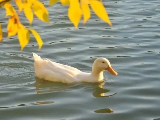 首页-NG视讯厅真人官方网站