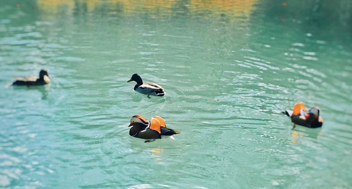 A4729DE411B8D8B18E53958ED68_F12CFCAB_3213C