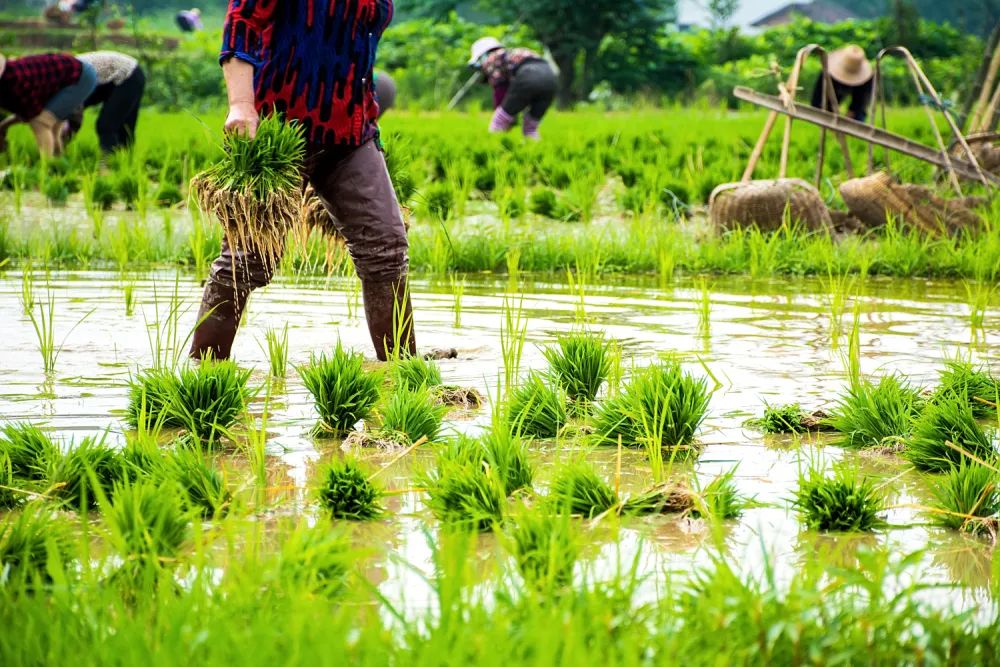 陈玉宇：被总理“点名”的6亿人在哪儿？