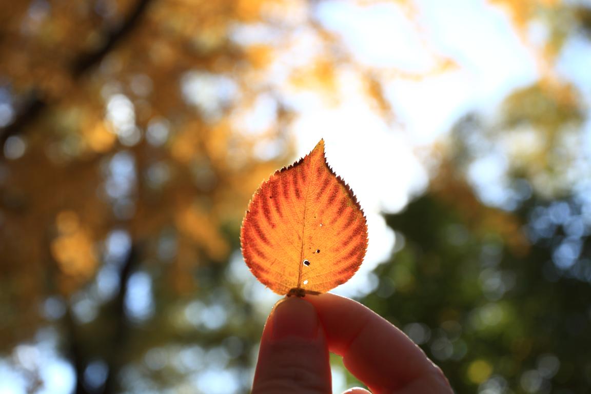 北大NG视讯MPAcc为何能获评A+成就？—校友风采（Ⅱ）